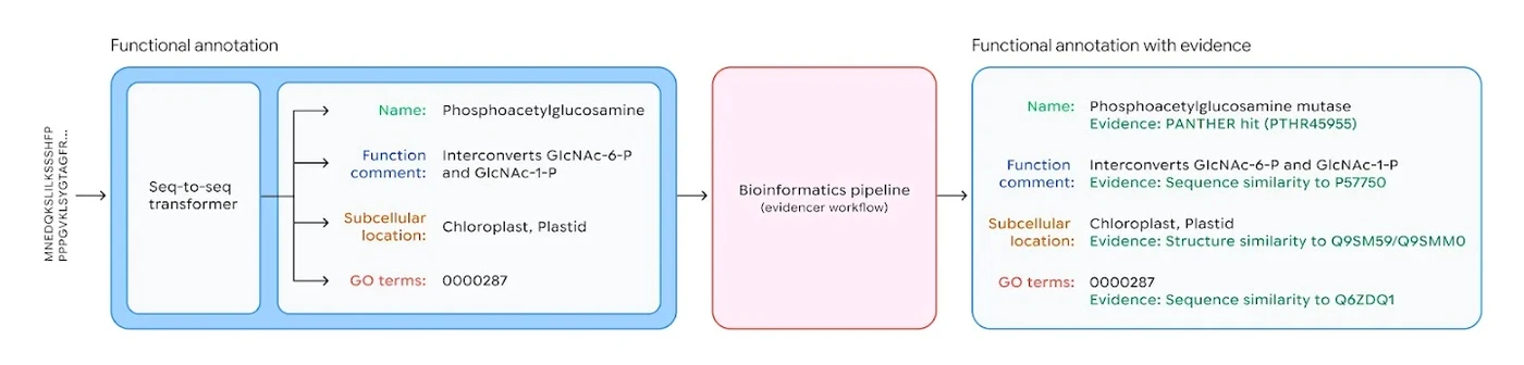 ProtNLM’in protein dizilerini biyolojik açıklamalara ve destekleyici kanıta dönüştürme şeması